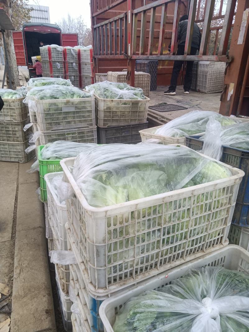 意大利生菜，曼尼生菜，精品大棚菜，精加工按需要发货。