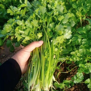 精品香菜，大小都有，质量保证，品质兼优，价格实惠