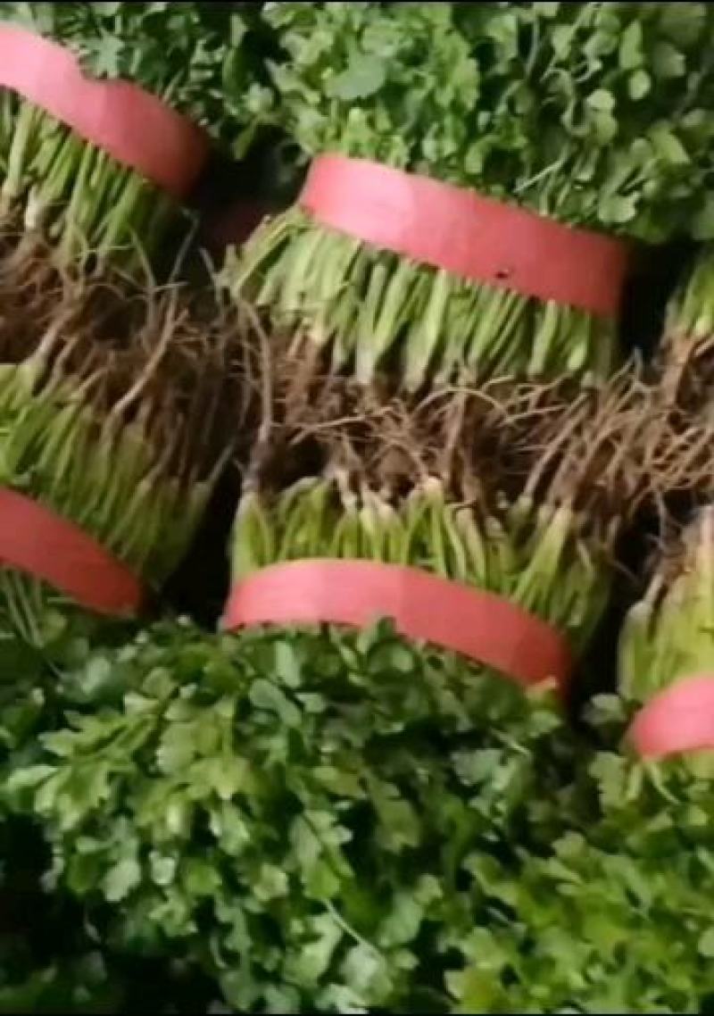 精品香菜，大小都有，质量保证，品质兼优，价格实惠
