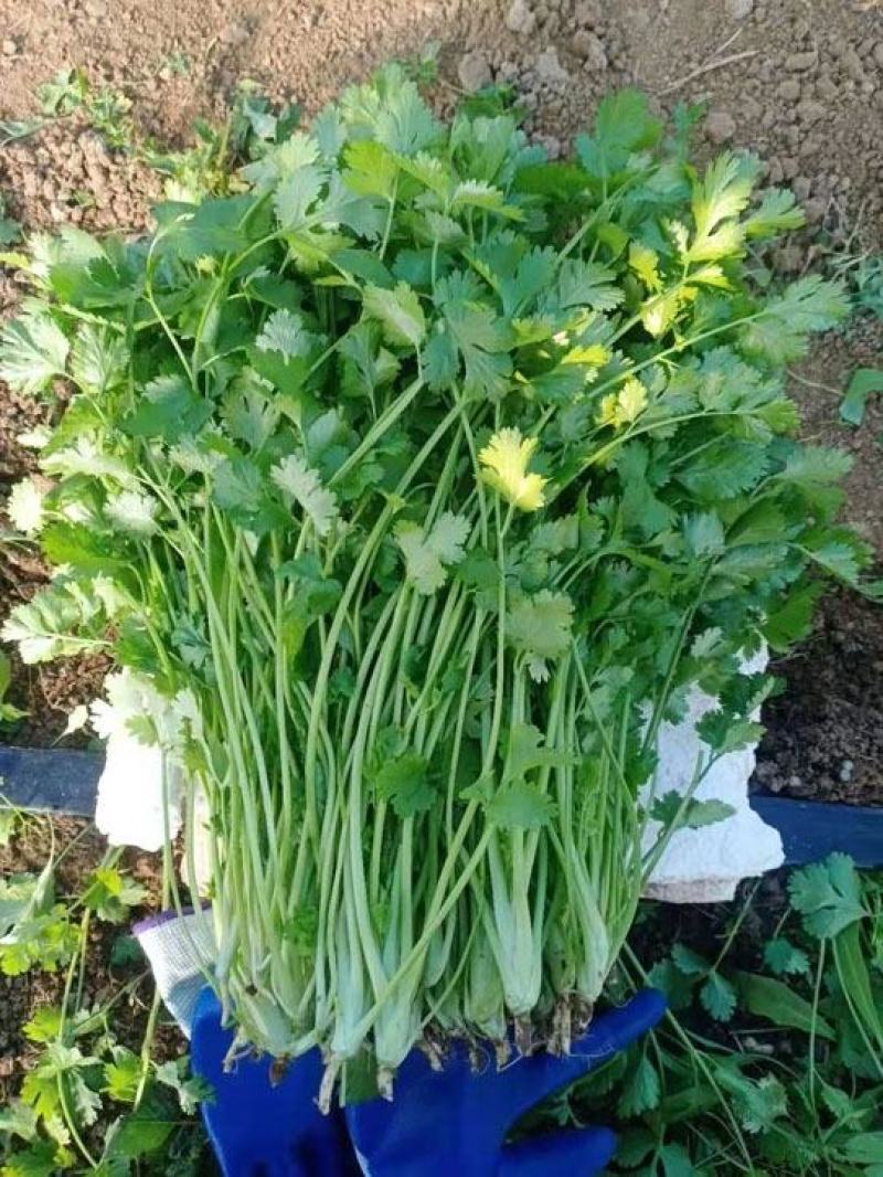 精品香菜，大小都有，质量保证，品质兼优，价格实惠