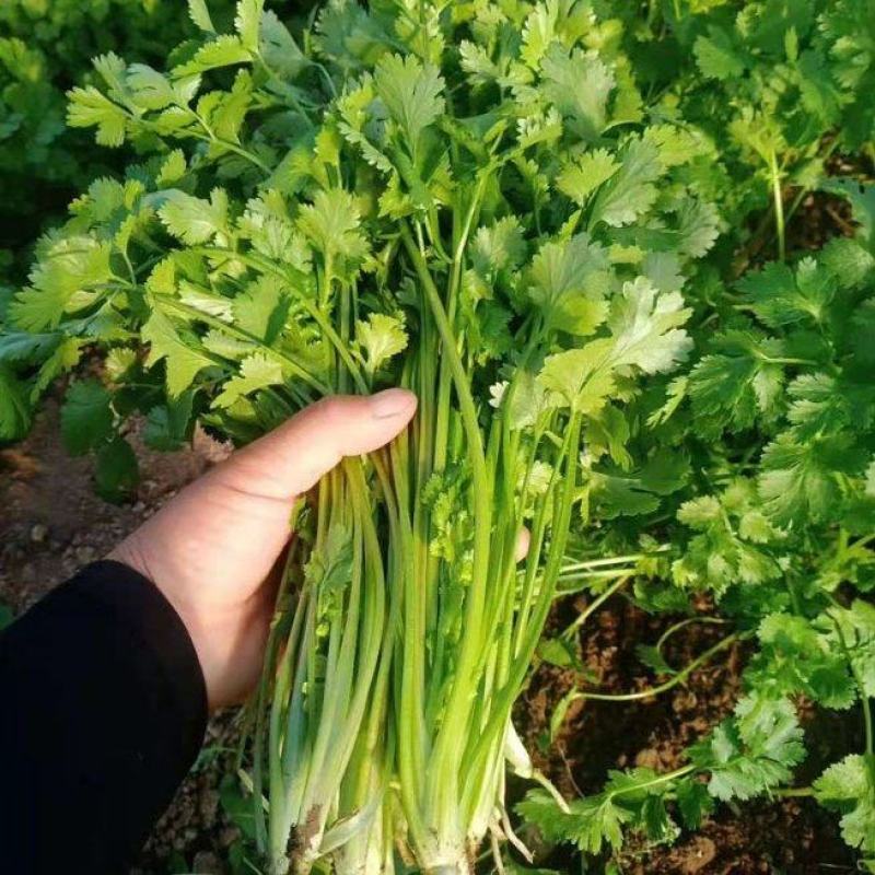 精品香菜，大小都有，质量保证，品质兼优，价格实惠