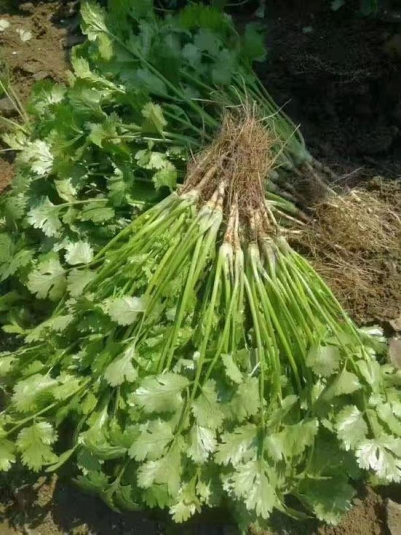 精品香菜，大小都有，质量保证，品质兼优，价格实惠