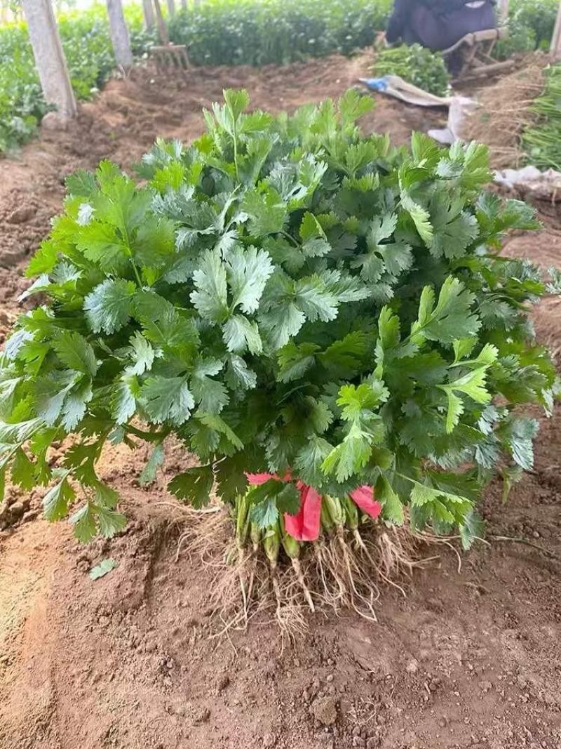 精品香菜，大小都有，质量保证，品质兼优，价格实惠