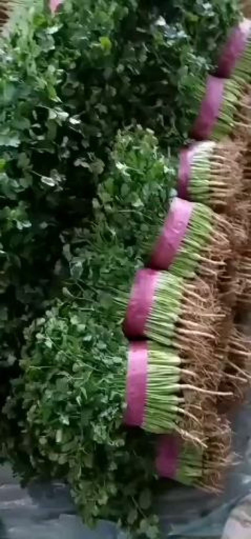 精品香菜，大小都有，质量保证，品质兼优，价格实惠