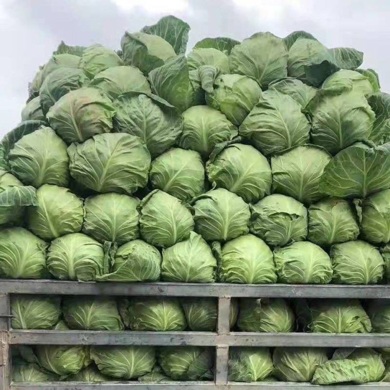 精品甘蓝，价格实惠，品质兼优，产地直发。