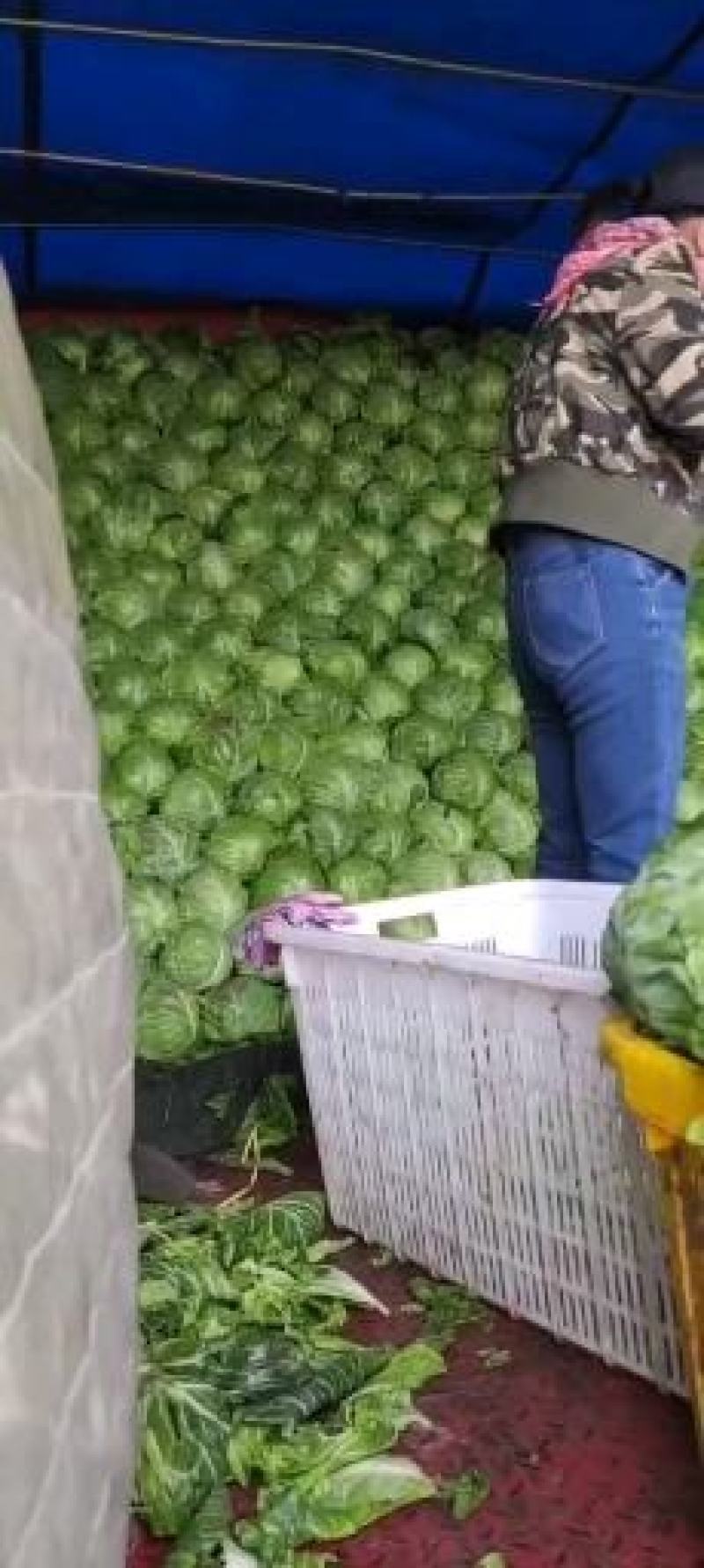 精品甘蓝，价格实惠，品质兼优，产地直发。