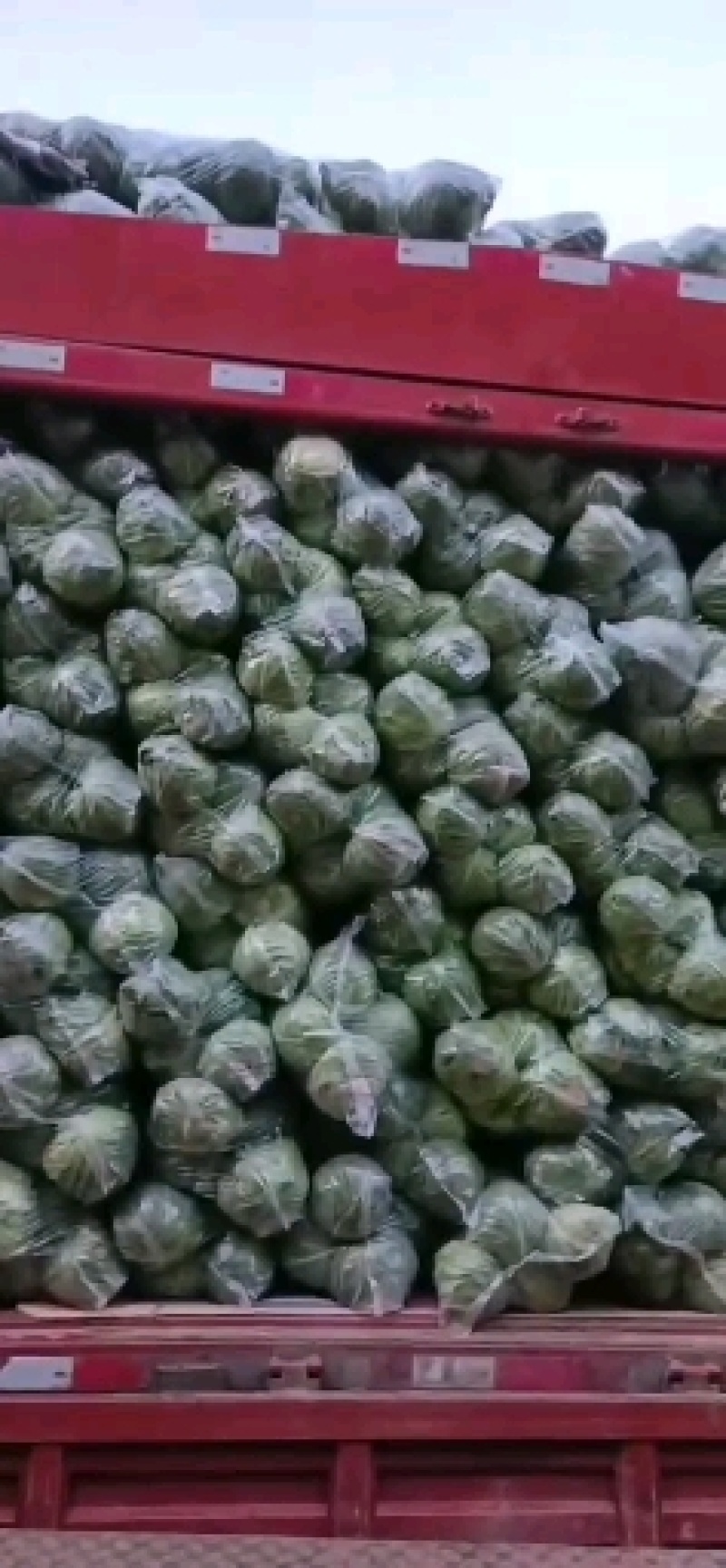 精品甘蓝，价格实惠，品质兼优，产地直发。