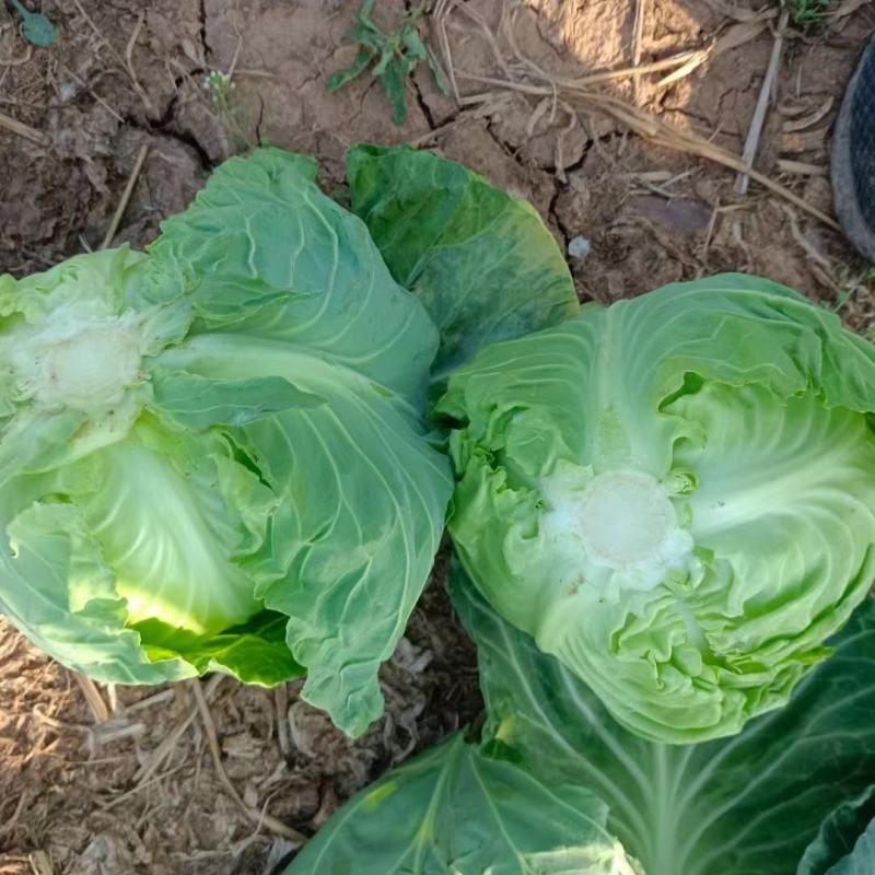 精品甘蓝，价格实惠，品质兼优，产地直发。