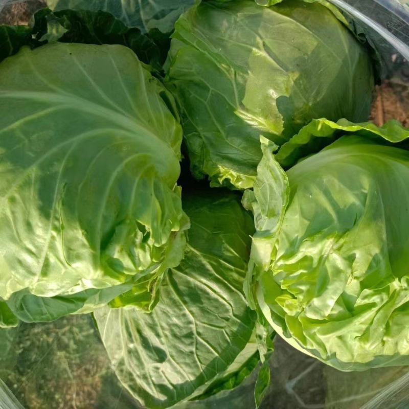 精品甘蓝，价格实惠，品质兼优，产地直发。