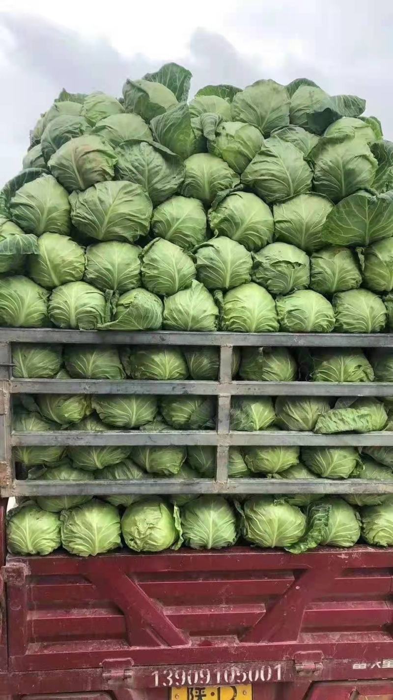 精品甘蓝，价格实惠，品质兼优，产地直发。