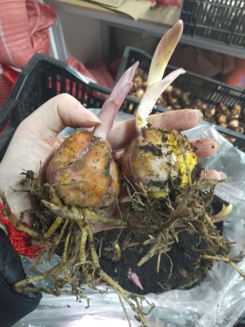 进口香水百合种球带芽大种球室内室外阳台多年生绿植花卉