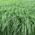 新型皇竹草畜牧养殖高产多年生牧草种子猪马牛羊鸡鸭鹅鱼兔草