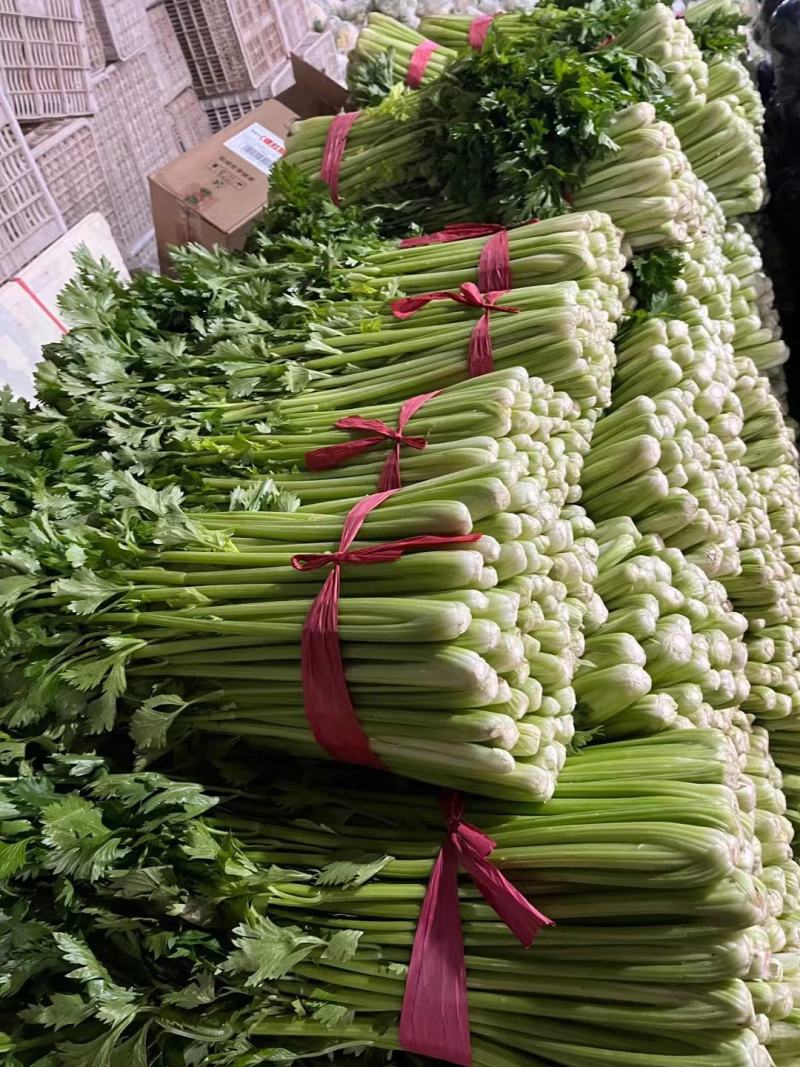 聊城东昌府区沙镇，中细棵芹菜大量供应中