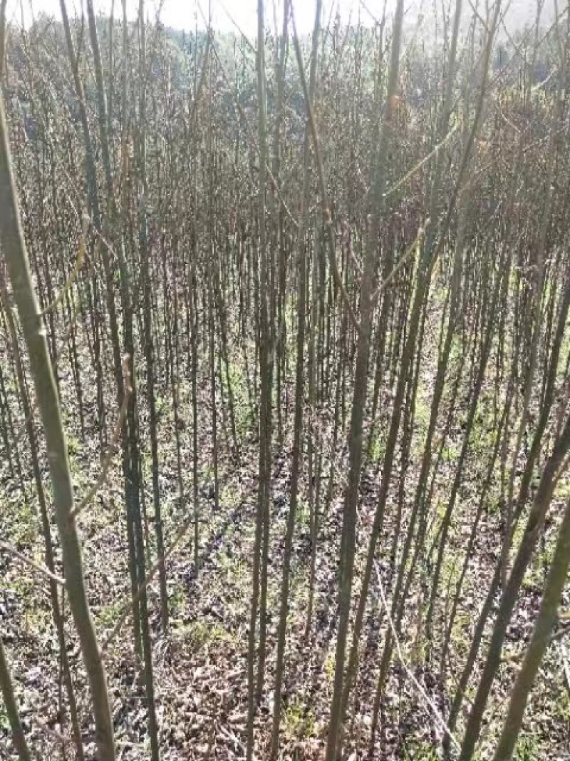 江西檫木苗(梓树）品质保证诚信经营各规格都有欢迎联系
