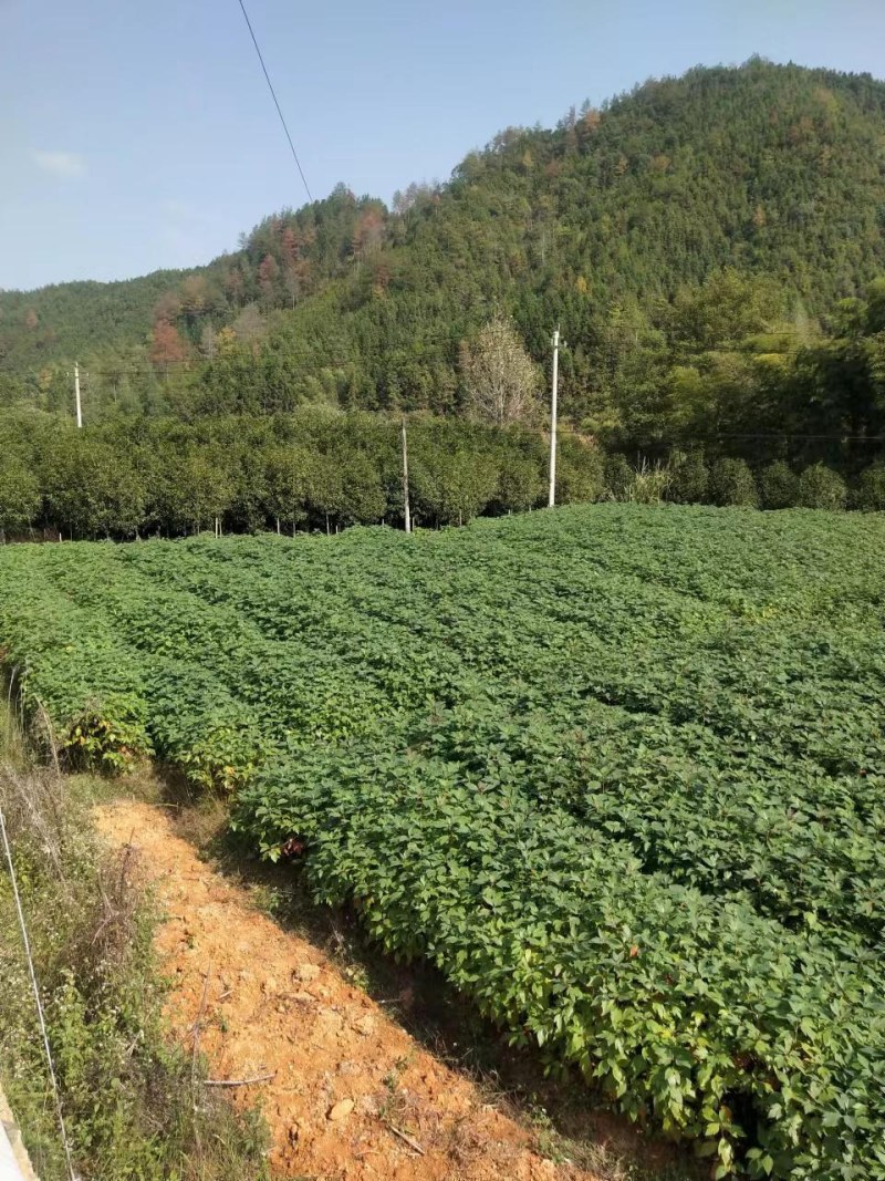 江西檫木苗(梓树）品质保证诚信经营各规格都有欢迎联系