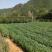 江西檫木苗(梓树）品质保证诚信经营各规格都有欢迎联系