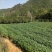 江西檫木苗(梓树）品质保证诚信经营各规格都有欢迎联系
