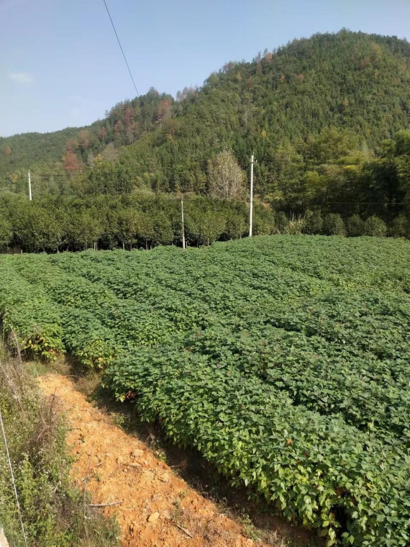 江西檫木苗(梓树）品质保证诚信经营各规格都有欢迎联系