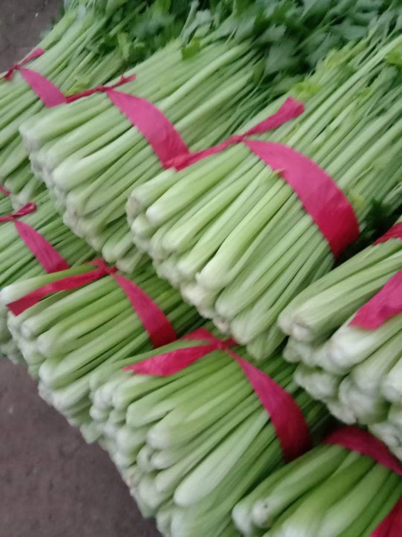 聊城东昌府区沙镇，中细棵芹菜大量供应中