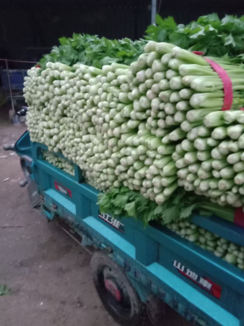 聊城东昌府区沙镇，中细棵芹菜大量供应中