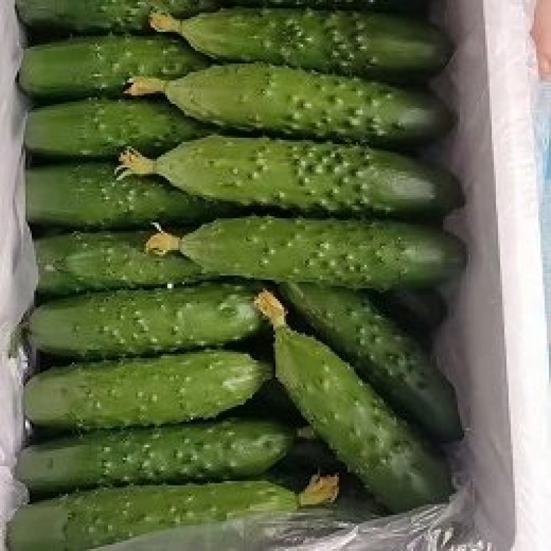 精品旱黄瓜，产地直发，价格实惠，品质保证！