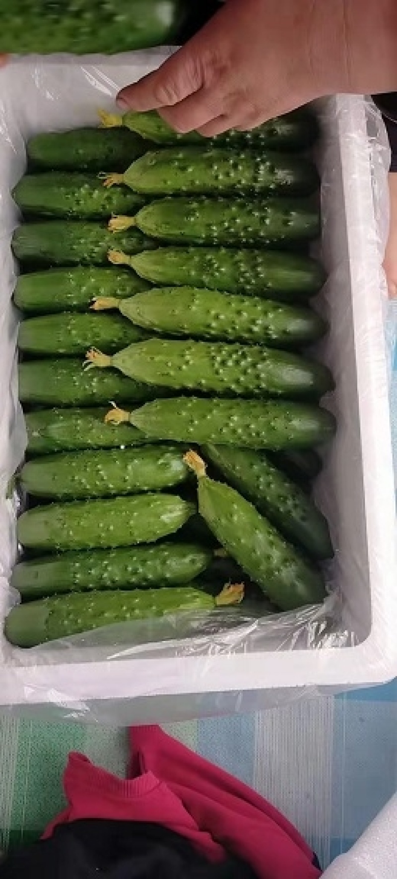 精品旱黄瓜，产地直发，价格实惠，品质保证！