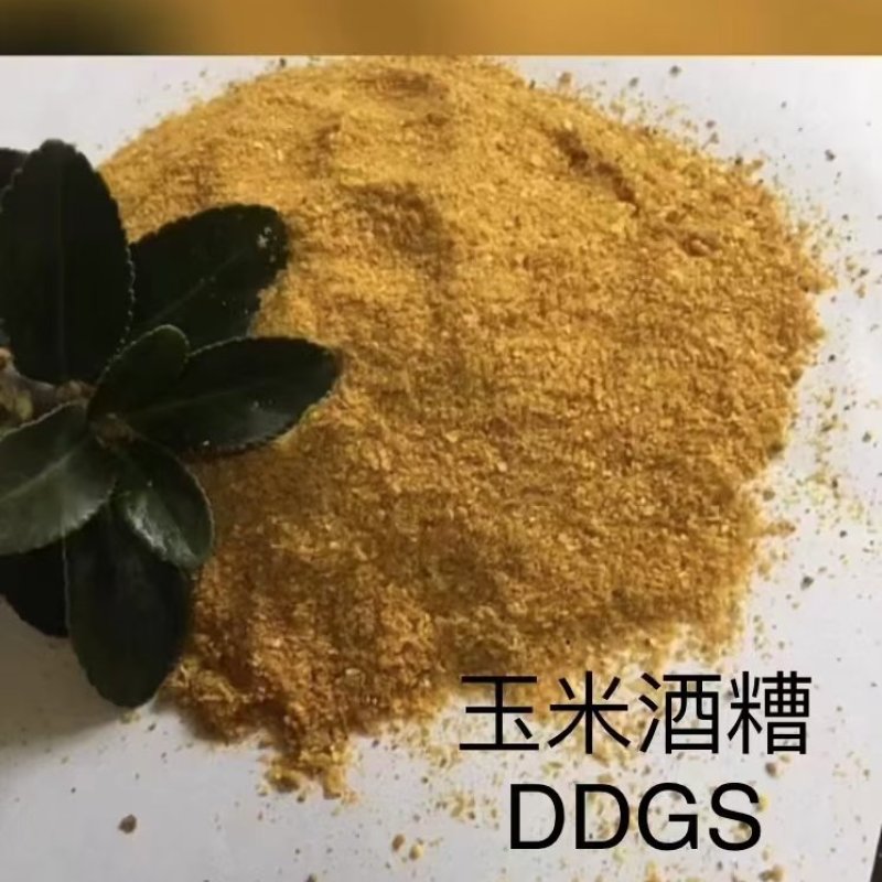 玉米酒糟烘干玉米酒糟高蛋白（26-28）脂肪4-8个
