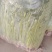 高矮香菜