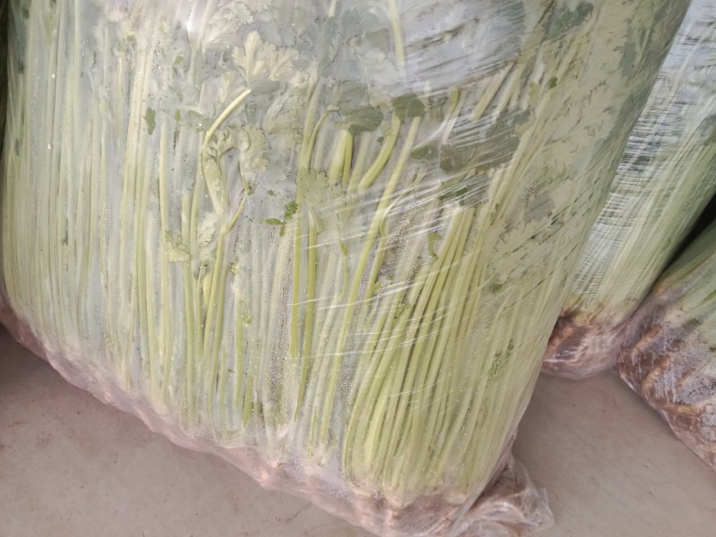 高矮香菜