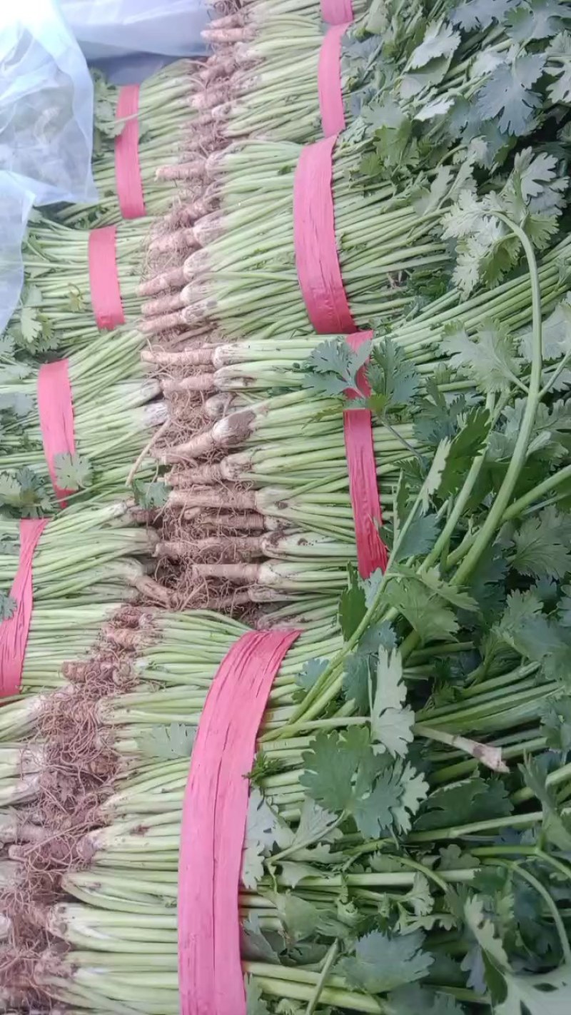 高矮香菜