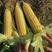 水果玉米福建玉米鲜玉米对接大型批发商支持代发欢迎来电