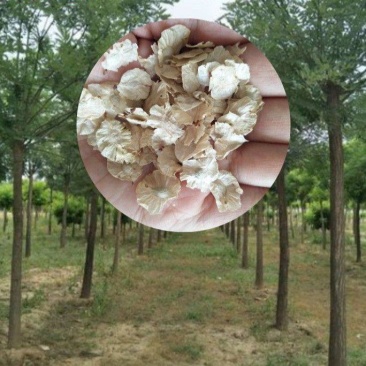 优质榆树白榆树林种子春榆榆钱树种子花园可观赏盆景园林绿化