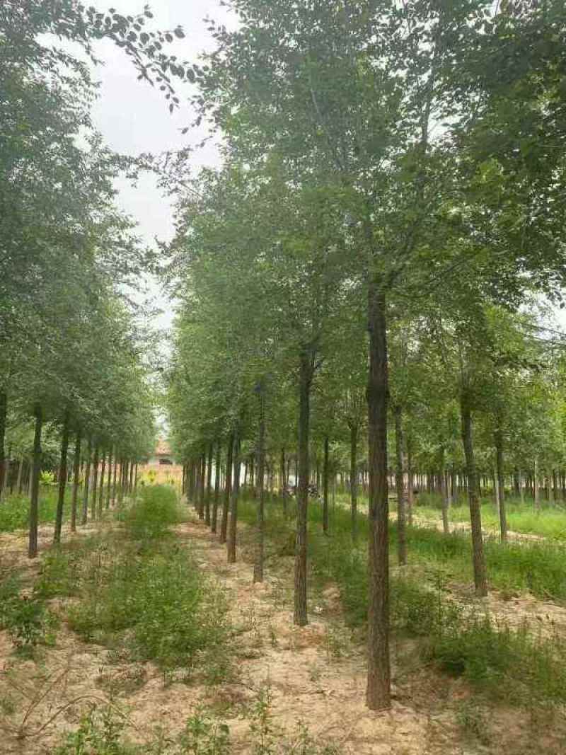 优质榆树白榆树林种子春榆榆钱树种子花园可观赏盆景园林绿化