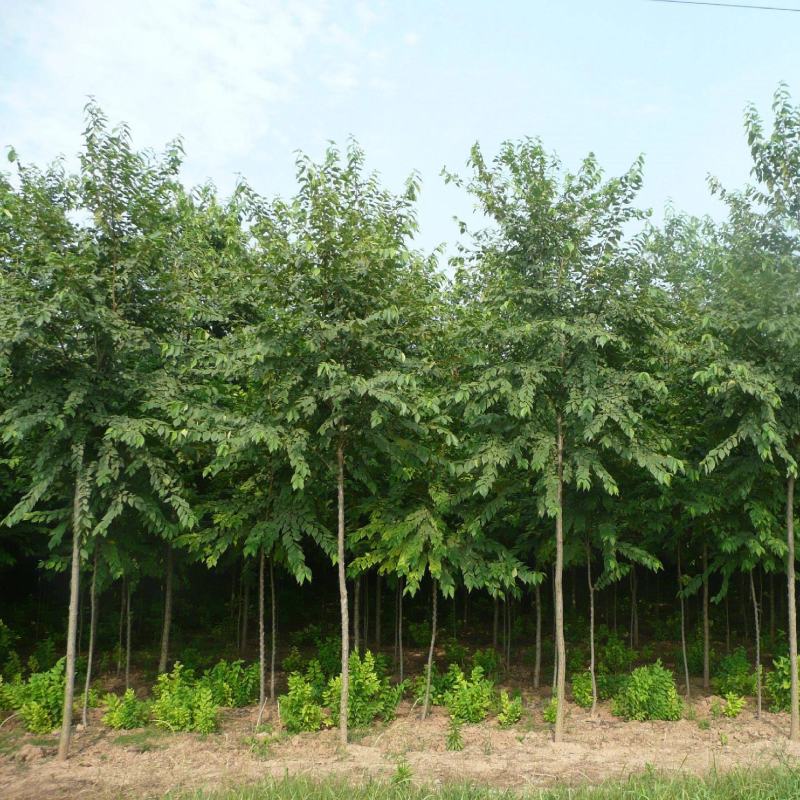 优质榆树白榆树林种子春榆榆钱树种子花园可观赏盆景园林绿化
