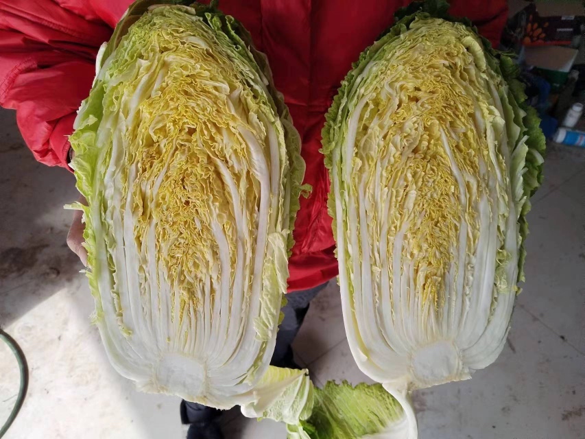 新鲜娃娃菜与变质娃娃菜对比图