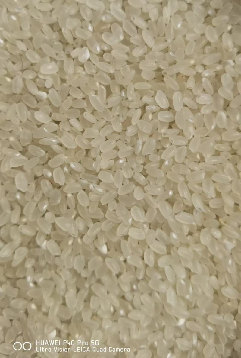 出售清一色金梗818，水分不超15，500吨