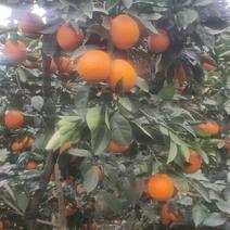 纽荷尔脐橙，产地直销，60一90