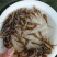 黄骨鱼苗黄顙鱼黄辣丁黄丫头渔场直供+技术指导【全国发货】