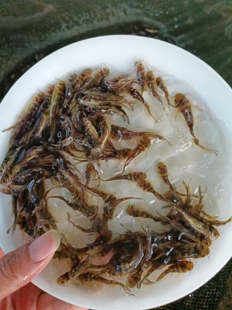 黄骨鱼苗黄顙鱼黄辣丁黄丫头渔场直供+技术指导【全国发货】