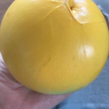 黄晶果苗