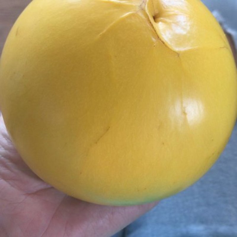 黄晶果苗