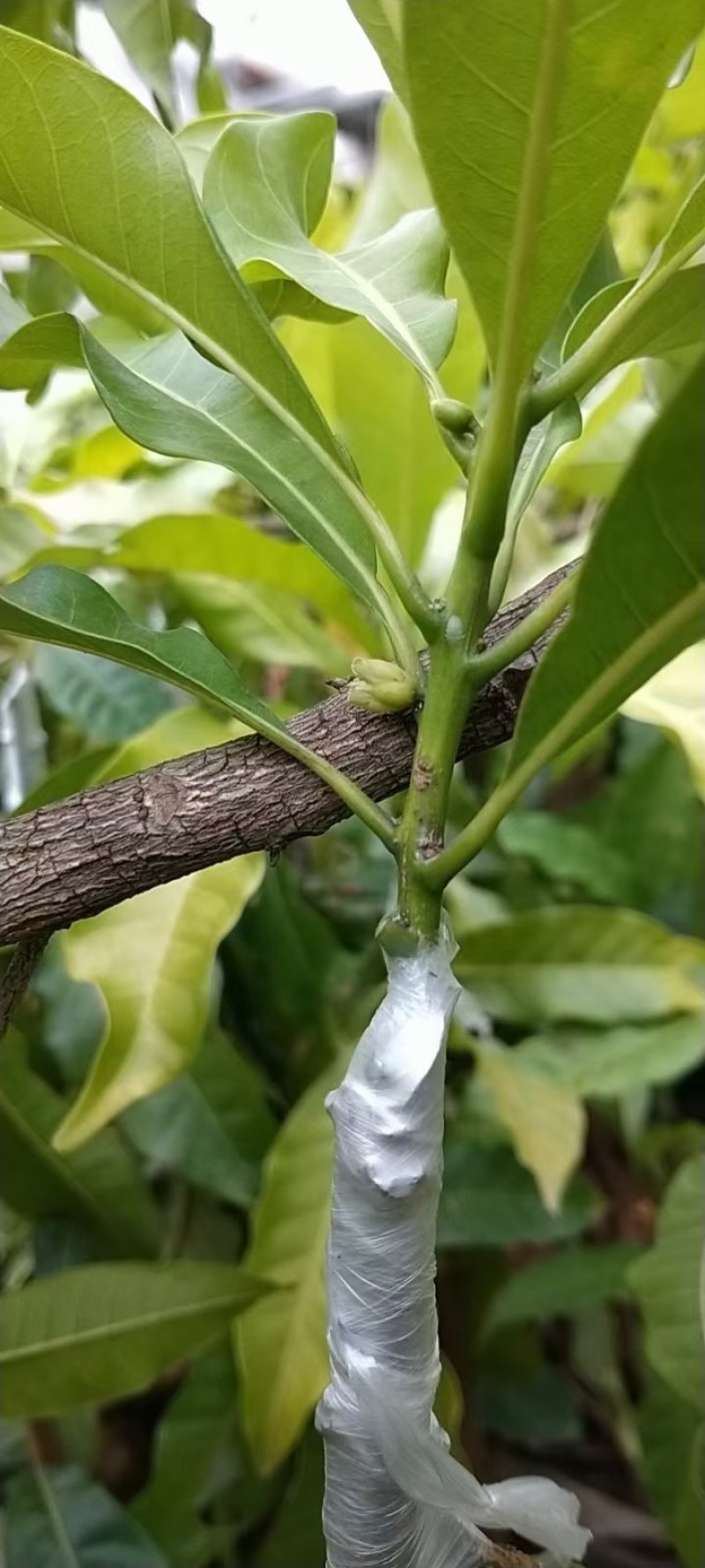 黄晶果苗
