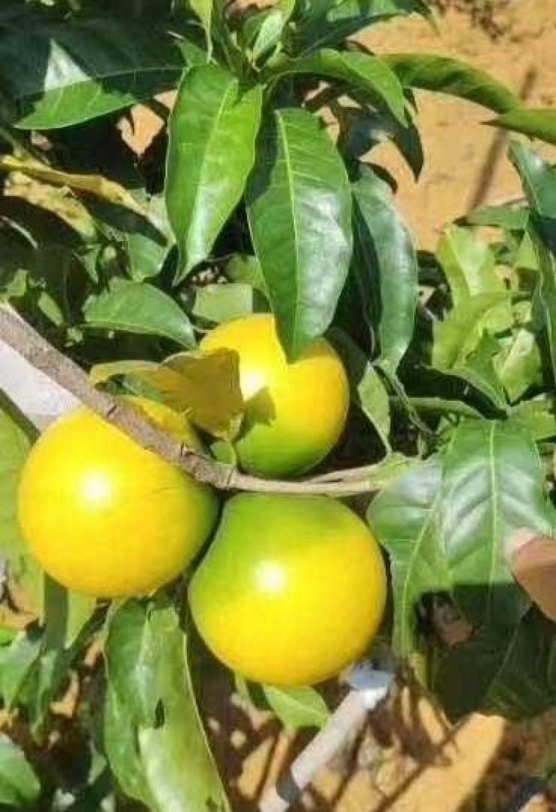 黄晶果苗