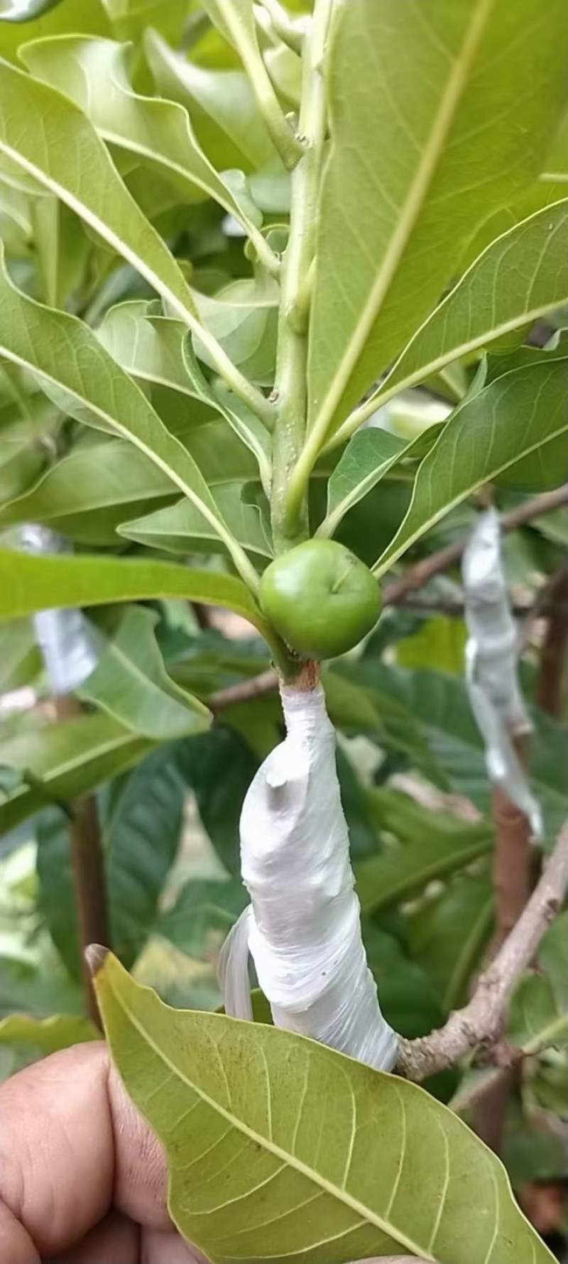 黄晶果苗