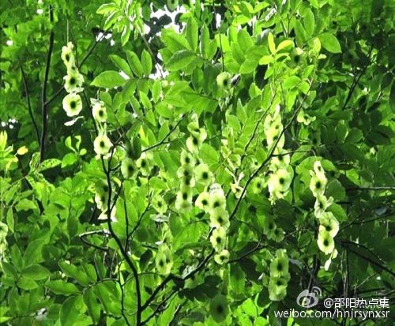 江西青钱柳苗各规格都有品质保证诚信经营欢迎联系