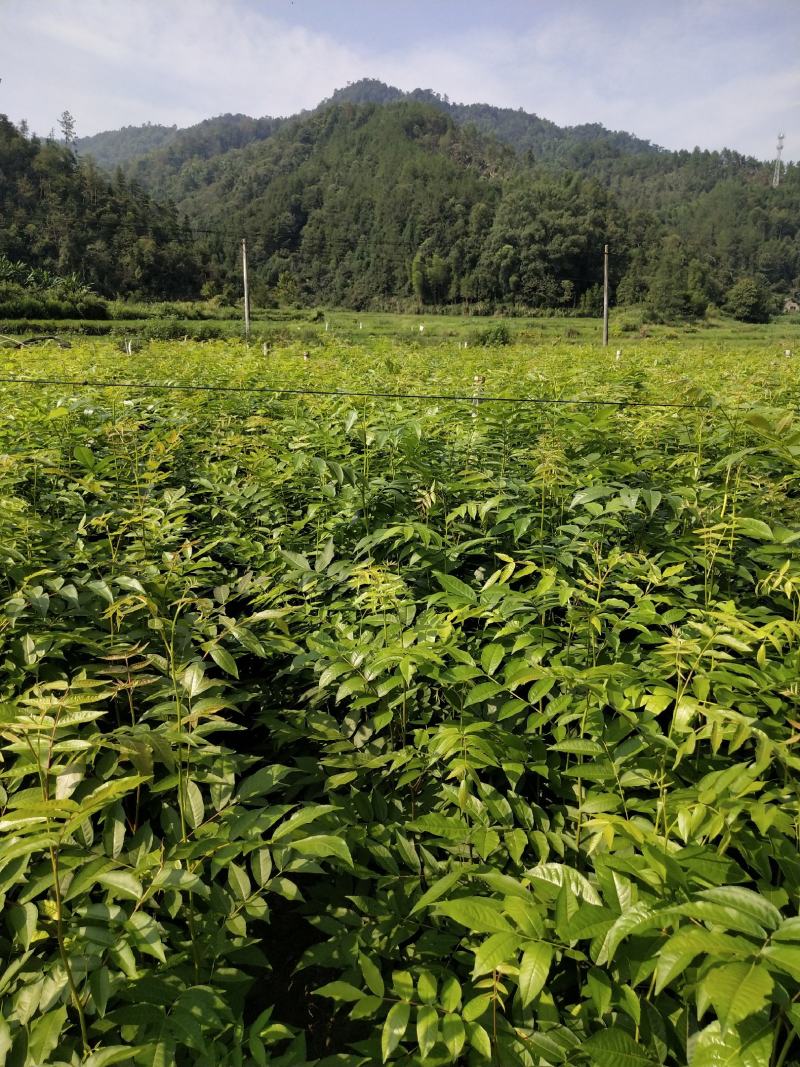 江西青钱柳苗各规格都有品质保证诚信经营欢迎联系