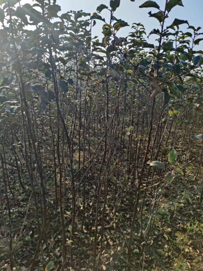 乔华，矮化瑞雪苹果品种苗，保品种