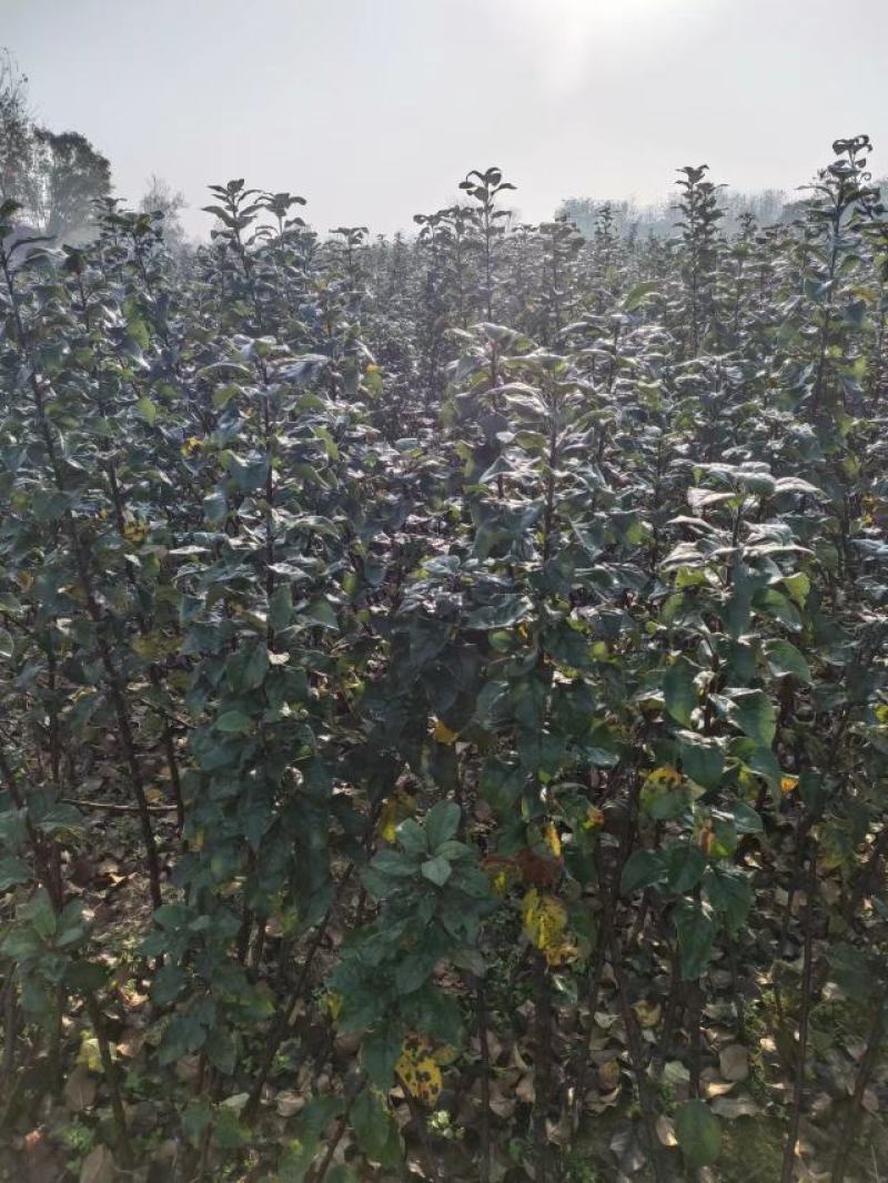 乔华，矮化瑞雪苹果品种苗，保品种