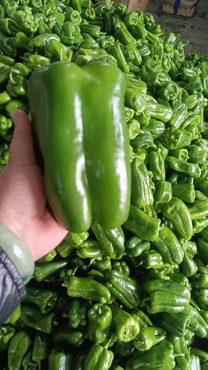 太空椒鲜辣椒大量有货，现摘现发，8公分以上，产地直发。