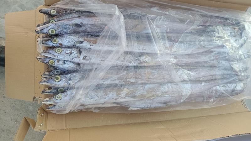 远洋大带鱼20斤一箱，全国冷链物流发货。